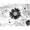 Monochrome Flower Circle