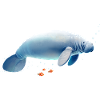 Lamantin