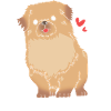 Pékinois