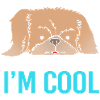 Pekingese Peningese