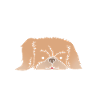 Pekinese