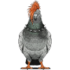 Punk Taube