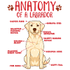 Chemise jaune d’anatomie Labrador
