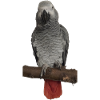 Gray parrot on branch