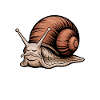Snail Sayings Funny Snail Gift