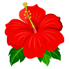 Hibiskusblüte