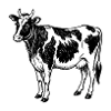 Holstein