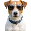 Cooler Jack Russell Terrier Sonnenbrille
