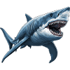 Sharks Shark