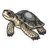 Turtle Turtle Gift