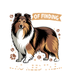 Shetland Sheepdog Sheltie Dog Breed