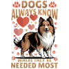 Shetland Sheepdog Sheltie Dog Breed
