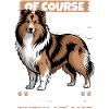 Shetland Sheepdog Sheltie Dog Breed