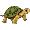 Green Turtle Gift