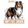 Shetland Sheepdog Sheltie Dog Breed