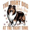 Shetland Sheepdog Sheltie Dog Breed
