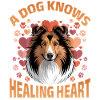 Shetland Sheepdog Sheltie Dog Breed