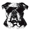 Bulldog with sunglasses