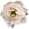 Exotic_Double_Petal_Lotus_Floral_Print