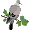 Bird Pigeon