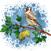 Bunter Vogel
