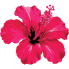 Hibiscus Neon Glow Fuchsia