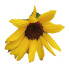 Moody_Wild_Sunflower_Botanical_Print