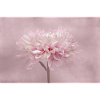 Chrysanthème