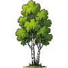 Birch Forest Illustration