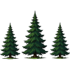 Scots Pine Trio