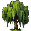 Graphique du Saule Pleureur