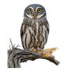 Wächter der Dämmerung Eulenillustration