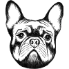 Cute French Bulldog