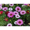 Petal Mosaic: Pink Zinnia Burst