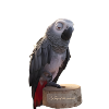 King of Parrots Illustration