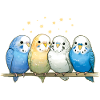 Budgie group