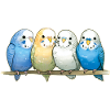 Budgies