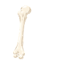 Humerus Fund Sticker
