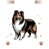 Shetland Sheepdog Sheltie Dog Breed