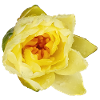 Yellow_Water_Lily_Flower_Close_Up