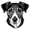 Jack russel head