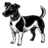 Jack Russel