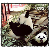 Mode Panda activé