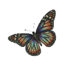 Schmetterling