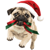 Verspielter Weihnachts Mops