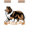 Shetland Sheepdog Sheltie Dog Breed