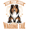 Shetland Sheepdog Sheltie Dog Breed