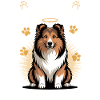 Shetland Sheepdog Sheltie Dog Breed