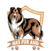 Shetland Sheepdog Sheltie Dog Breed