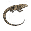 I'd rather be with my Tegu.